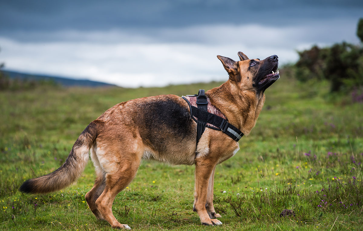Security Patrol Dogs